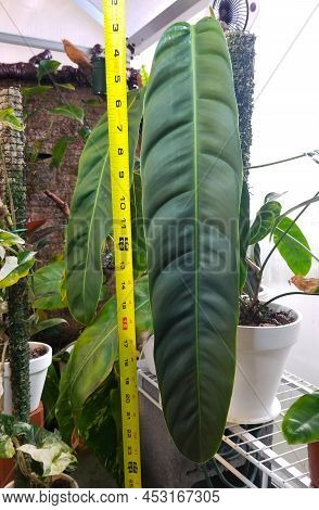 A Long Leaf Of Philodendron Patriciae, One Of The Rarest And Sought After Houseplant Collectors