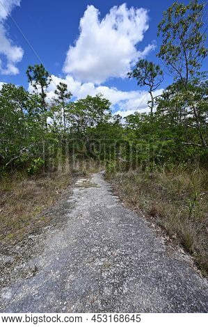 Section Of Long Pine Key Trail By Pine Glades Lake In Everglades National Park, Florida On Sunny Aft