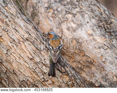 Common Chaffinch, Fringilla Coelebs, Sits On A Tree. Common Chaffinch In Wildlife.