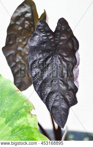 Colocasia Black Ripple , Colocasia Or Black Colocasia Plant And Colocasia Esculenta Or  Colocasia Bl