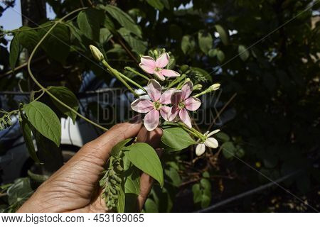 Beautiiful Bunch Of Madhumalti Flowers. Pink Jasmine Or Night Bloomer Madhumalti Creeper Plant With 