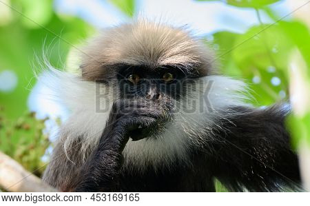 Western Purple-faced Langur (trachypithecus Vetulus Nestor) Looking At The Camera, Close-up Portrait