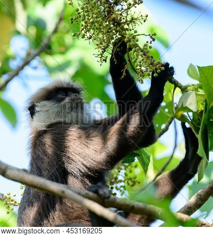 Western Purple-faced Langur Monkey Sitting On A Tree Branch And Eating Wild Fruits.