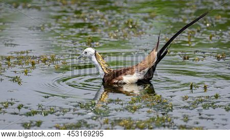 The Pheasant-tailed Jacana Bird Is Swimming In The Pond In Diyasaru Park, Thalawathugoda.