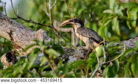 Beautiful Gray Hornbill Bird Perch On A Mango Tree In The Morning.
