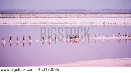 Pink Salt Cristales. Natural Pink Salt Lake Texture. Salt Mining. Salty Pink Lake With Crystals Of S