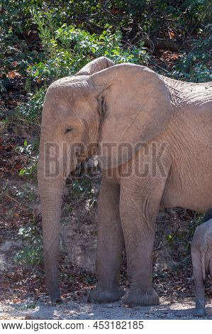 Closeup Of An Adult African Desert Elephant - Loxodonta Africana- And Her Calf Wandering In The Dese