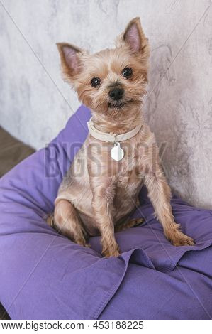A Small Yorkshire Terrier Dog Sits On A Pillow And Looks At The Camera. Dog With Tick Collar And Med