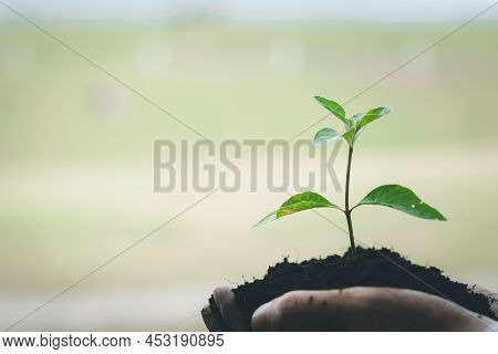 Man Carrying Saplings To Plant In Tropical Forests, A Tree Planting Campaign To Reduce Global Warmin