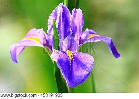View Of Iris(flag,gladdon,fleur-de-lis) Flower,close-up Of Beautiful Purple With Yellow Flower Bloom