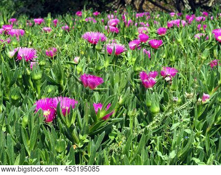Spring Flowering Succulent Carpobrotus Edulis. Lots Of Bright Pink Flowers Against A Background Of G