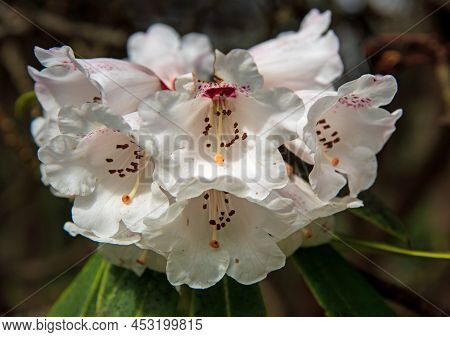 White Azalea Tree Flowers Blossom In The Garden. Rhododendron Hybr Tree