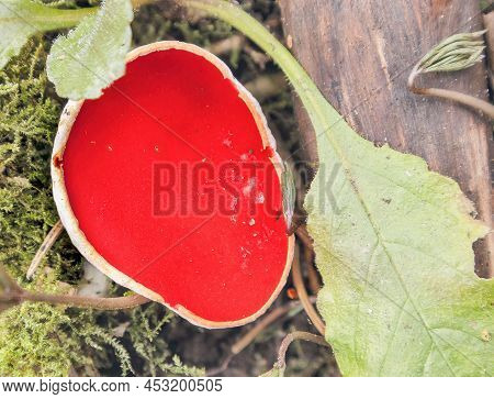 In Spring, Sarcoscypha Austriaca Is An Edible Mushroom View From Above