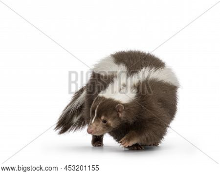 Cute Classic Brown With White Stripe Young Skunk Aka Mephitis Mephitis, Moving And Turning Side Ways