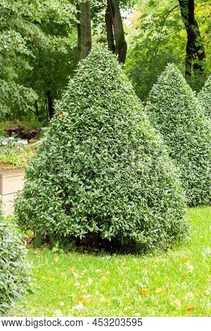 Pyramid Of Privet Ornamental Garden Pruning, Medicinal Plant. Green Tree In The Shape Of A Triangle