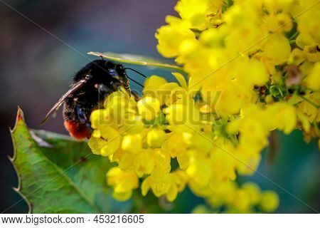 A Bumblebee Collecting Pollen On A Yellow Flowering Plant.