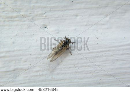 A Close-up Of A Small Fly On A House Wall.