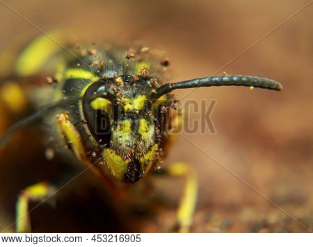 An Extreme Close-up Of A Wasp. A Wasp, Hymenoptera.