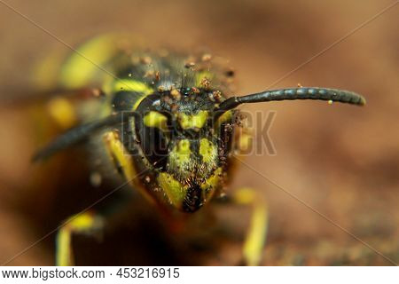 An Extreme Close-up Of A Wasp. A Wasp, Hymenoptera.