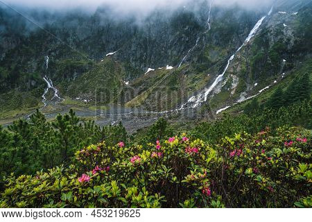 Alpenrose And Waterfalls In The Valley Under Low Fog. Alpine Landscape. Sulzenau Alm, Stubai Alps, A