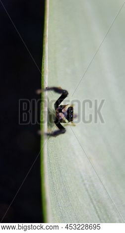 Macro Photography Of A Black Scorpion Mimic Jumping Spider Standing On The Edge Of A Leaf Looking At
