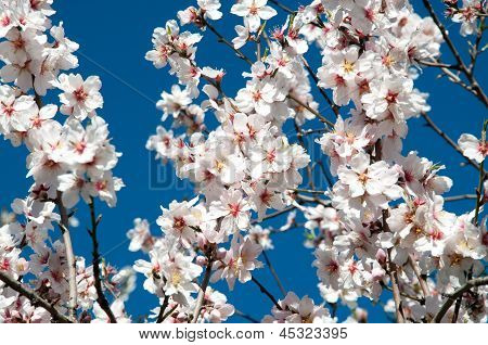 Mandorlo in fiore