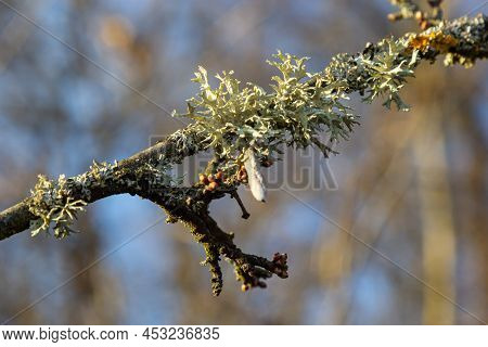 Evernia Prunastri, Also Known As Oakmoss, A Beautiful Lichen Used Widely In Perfume Industry As A Fi
