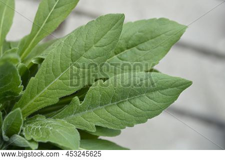 Macedonian Scabious Leaves In The Garden In Spring