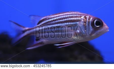 Pink Stripped Aquarium Fish In The Tankpink Stripped Aquarium Fish In The Tank