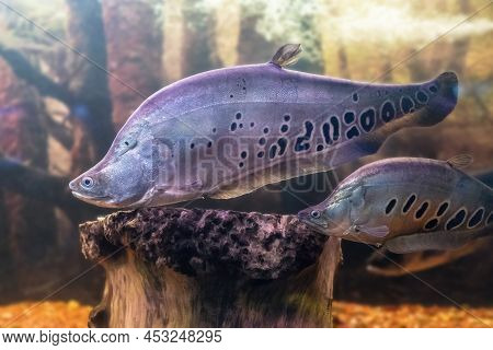The Clown Featherback, Clown Knifefish, Or Spotted Knifefish, Chitala Ornata, Is A Nocturnal Tropica