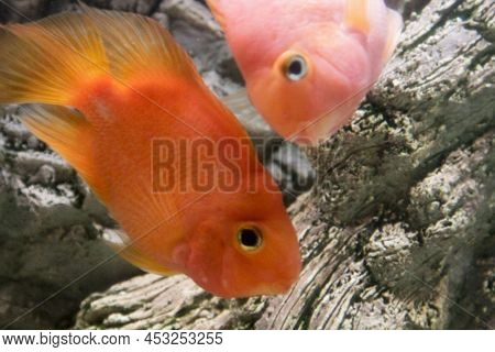 Red Hybrid Parrot Cichlid In Aquarium. High Quality Photo