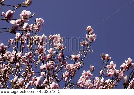 Blooming Magnolia Branches Closeup, Magnolia Flowers On Blue Background, Concetto Springtime, Nature