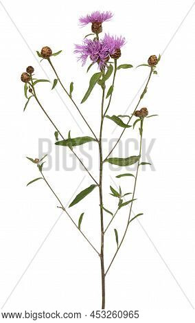 Cornflowers (centaurea Jacea) Isolated On White Background
