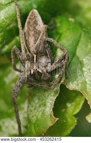 Vertical Closeup On A Male Nursery Web Spider, Pisaura Mirabilis Sitting On A Green Leaf In The Gard