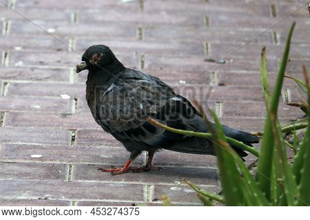 Infected Or Sick Pigeon Bird On The Floor In A Garden