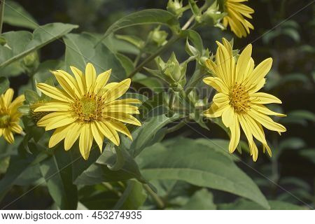 Jerusalem Artichoke (helianthus Tuberosus). Called Sunroot, Sunchoke, Wild Sunflower, Topinambur And