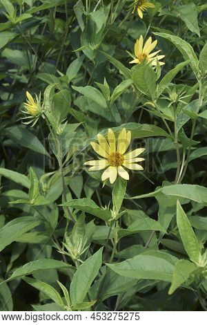 Jerusalem Artichoke (helianthus Tuberosus). Called Sunroot, Sunchoke, Wild Sunflower, Topinambur And