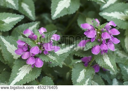 Spotted Dead-nettle (lamium Maculatum). Called Spotted Henbit And Purple Dragon Also.