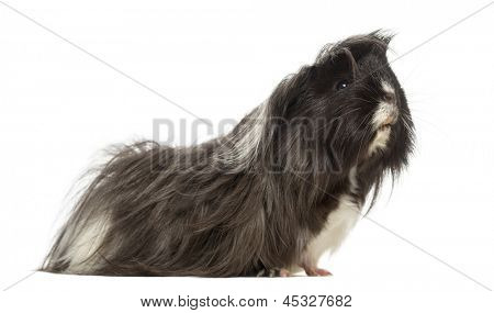 Vista lateral de un cerdo de Guinea - Cavia porcellus, aislado en blanco