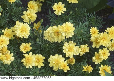 Aztec Marigold (tagetes Erecta). Called Maxican Marigold, African Marigold And Big Marigold Also. An