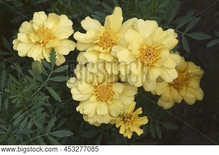 Aztec Marigold (tagetes Erecta). Called Maxican Marigold, African Marigold And Big Marigold Also. An