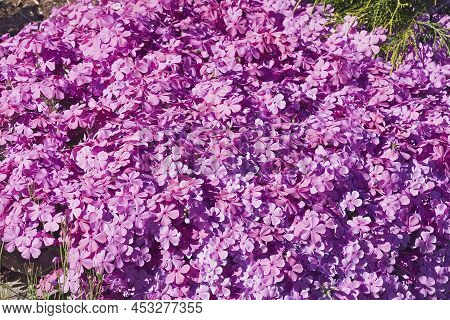 Creeping Phlox (phlox Subulata). Called Moss Phlox, Moss Pink And Mountain Phlox Also.