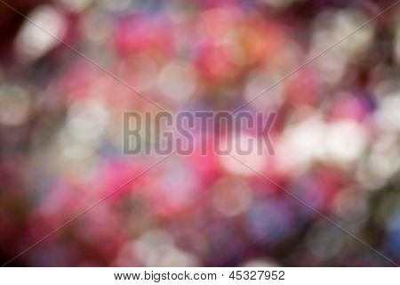 sfondo rosa bokeh
