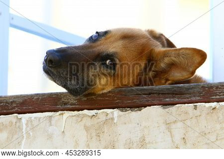 Lonely Dog Sits Behind A Fence In A Private Hous