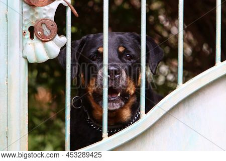 Lonely Dog Sits Behind A Fence In A Private Hous