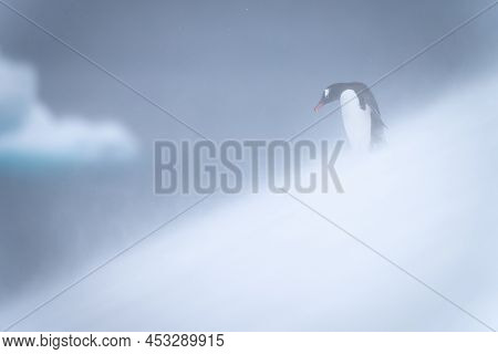 Gentoo Penguin Stands Looking Down Snowy Hillside