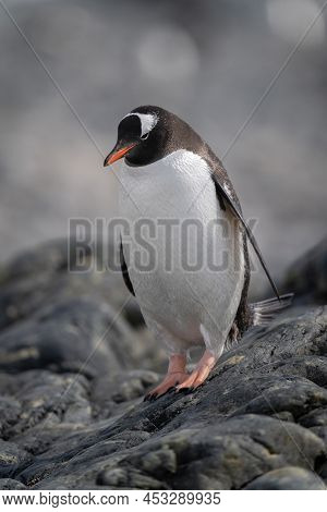 Gentoo Penguin Stands On Rock Looking Down
