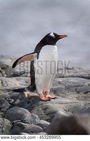 Gentoo Penguin Stands On Rocks By Sea