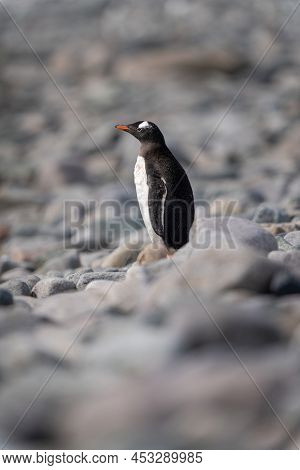 Gentoo Penguin Stands On Shingle In Profile