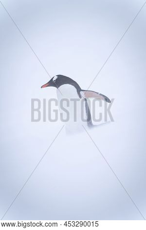 Gentoo Penguin Stands On Snow Lifting Flipper